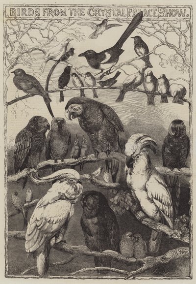 Vogels van de Crystal Palace Show door Harrison William Weir